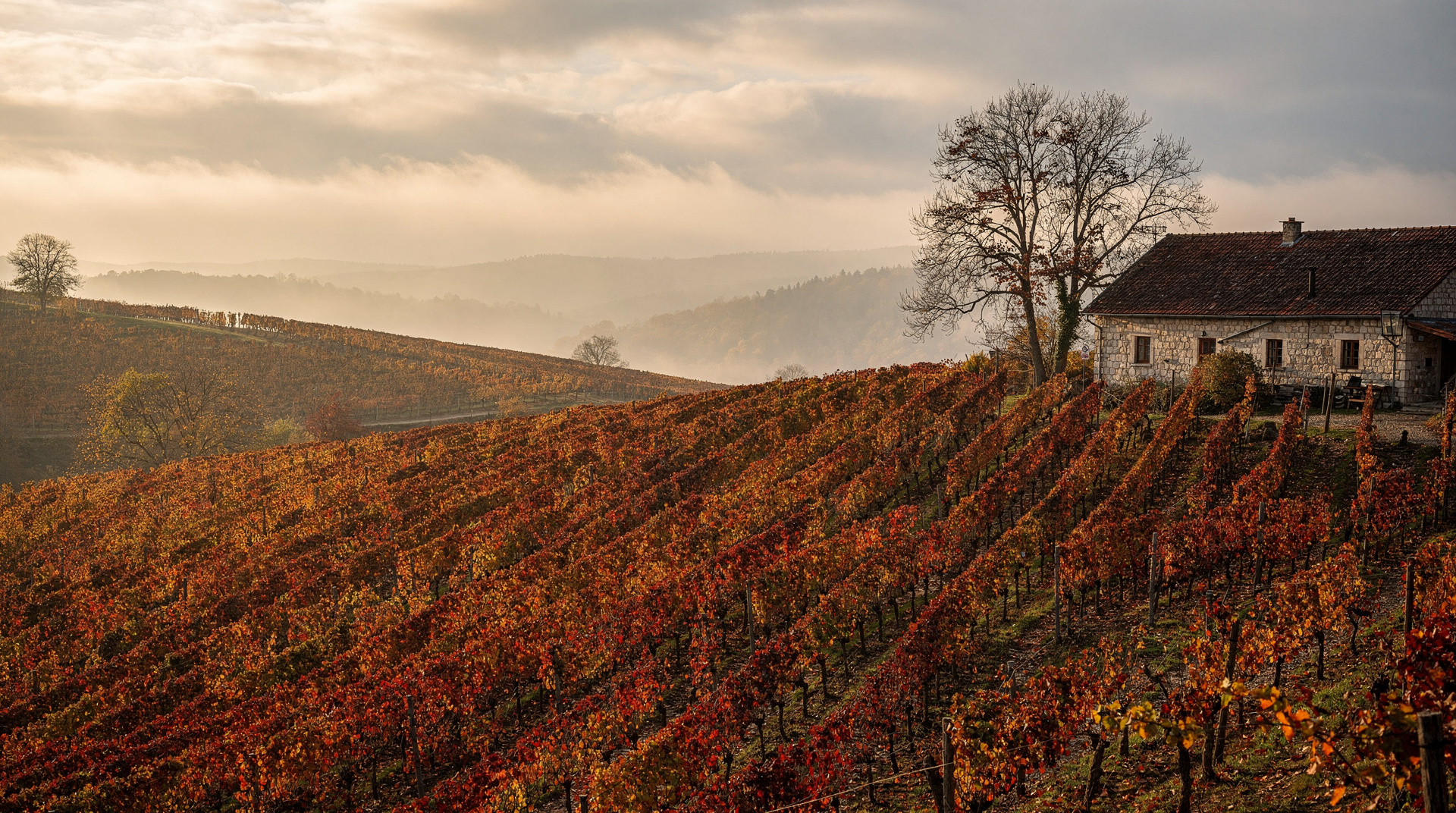 Bratislava Weinlese 2026: Ihr Herbstführer durch die Kleinen Karpaten